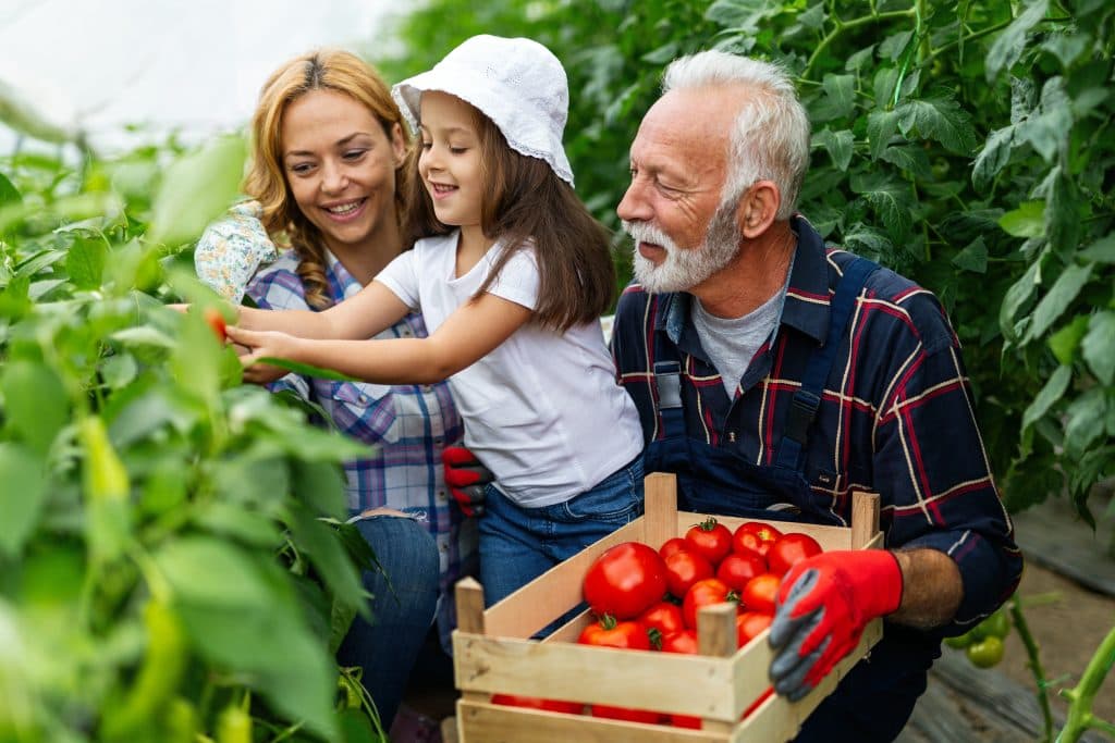 Großvater, Tochter und Enkelin ernten Tomaten in einem Gewächshaus. Das Kind, das einen Hut trägt, greift nach den Pflanzen, während der Mann eine Kiste mit Tomaten hält.