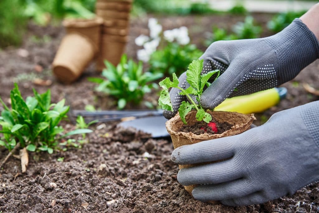 Mit Gartenhandschuhen wird ein Pflänzchen in einen kompostierbaren Topf gesetzt – Vorbereitung für das Einpflanzen im Beet